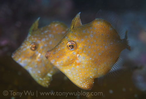 pygmy filefish
