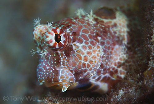 blenny