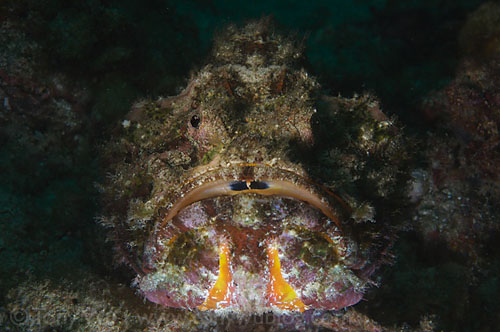 scorpionfish