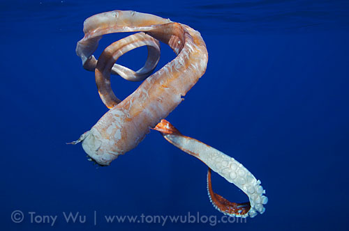 giant squid arm