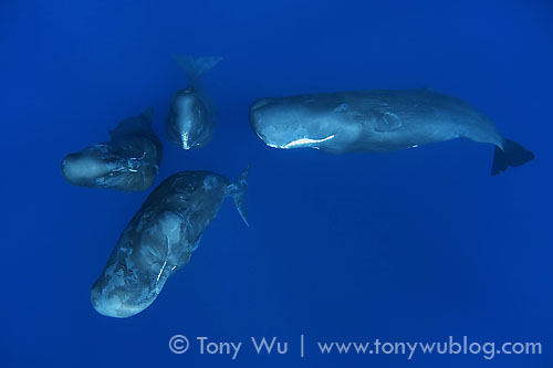 four sperm whales
