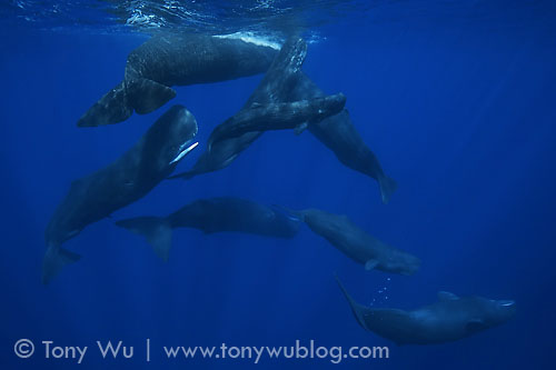 baby sperm whale and adults