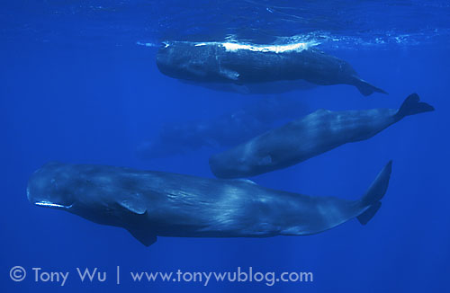 family of sperm whales