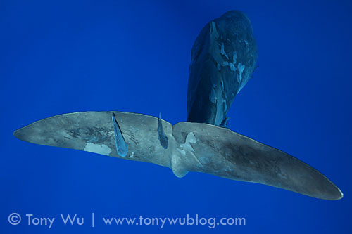 rear view of sperm whale