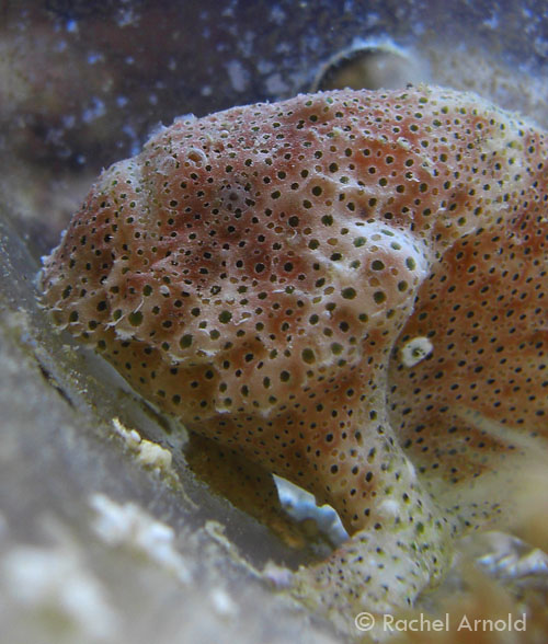undescribed histiophryne frogfish