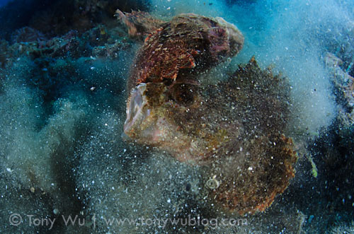 fighting scorpionfish