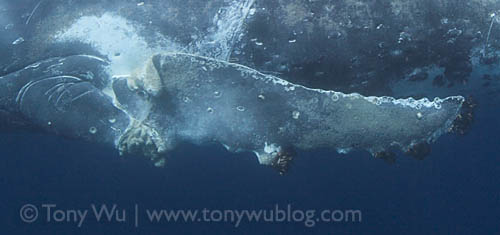 injured humpback whale