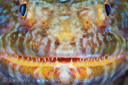lizardfish face
