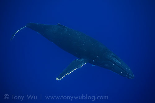 humpback whale singer