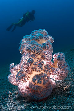 diver with soft coral