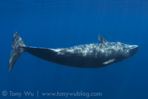 female sperm whale with mammary glands visible
