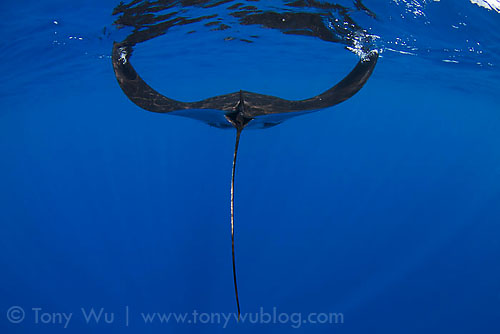 Rear view of a manta ray feeding at the ocean surface