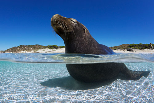 Australian sea lion in shallow water