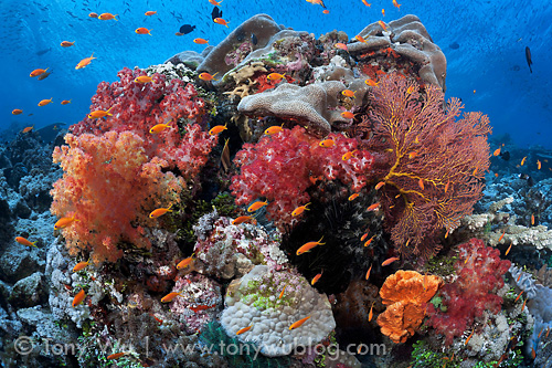 Lush, colourful coral and pretty fish in papua new guinea