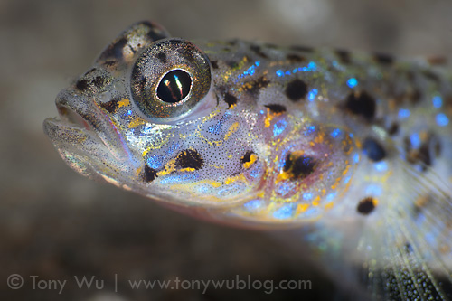 Close-up of some sort of goby
