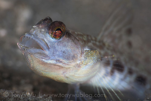 Goby with mouth open
