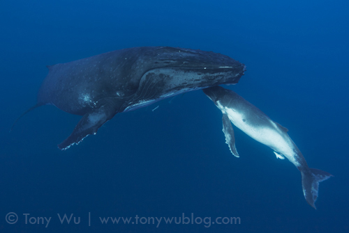Humpback whale mother and calf in Tonga