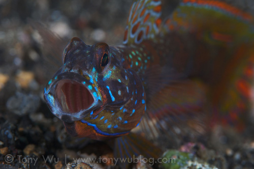 Metallic shrimp goby (Amblyeleotris latifasciata) with mouth wide open