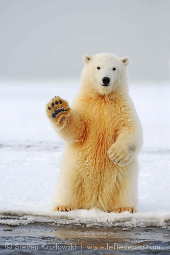 Polar bear cub along a barrier island, Alaska
