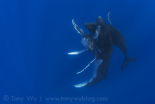 Three socialising humpback whales in Tonga