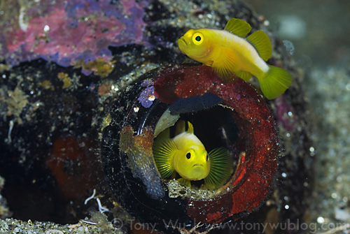 Pair of Dinah's gobies (Lubricogobius dinah) at Observation Point in Milne Bay Province, Papua New Guinea