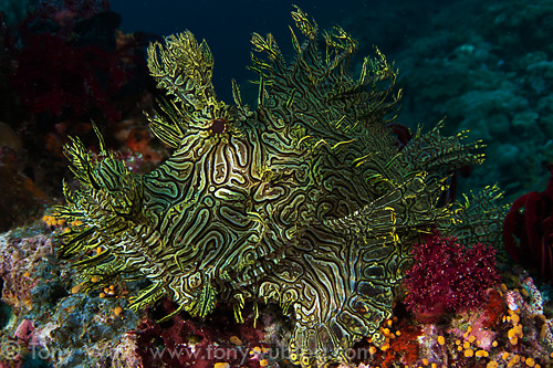 Lacy scorpionfish (Rhinopias aphanes) at Black and Silver