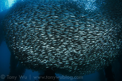 Large school of fish at Samarai Island in Milne Bay, Papua New Guinea