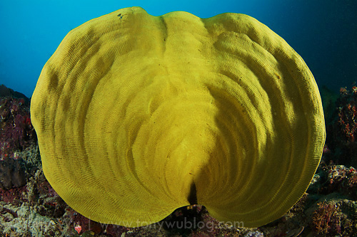 Symmetrically shaped yellow elephant-ear sponge at Hornbill Channel