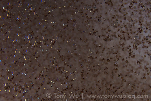 Cardisoma sp. land crab larvae visible at high magnification