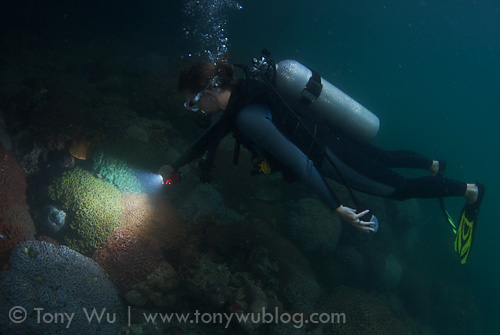 Terry shining a light on multicoloured Lobophyllia brain coral at Darwin's Wall