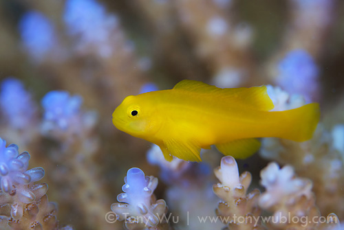 Among the thriving Acropora coral at Fantasy Island were many cute yellow coral gobies (Gobiodon okinawa)
