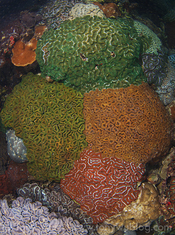 The Four Corners Lobophyllia coral formation that Ron loves so much