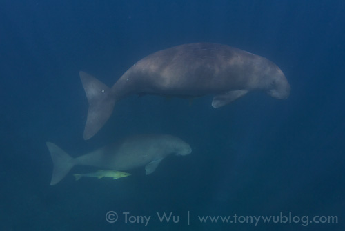 Chance encounter with a pair of dugongs in Palau