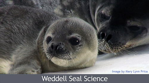 Weddell seal pup in Antarctica