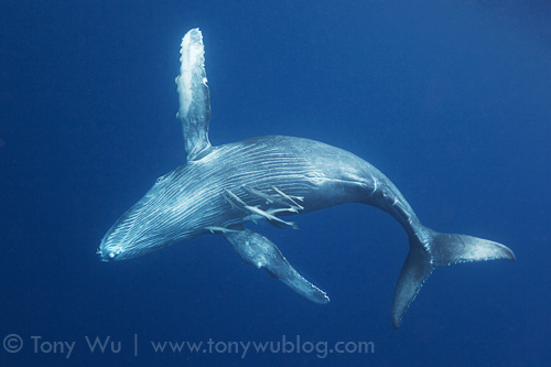 Healthy, happy humpback whale calf Tahafa playing near the surface