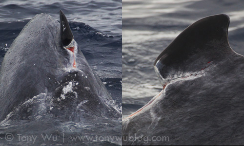Tahafa's wounds are mostly healed, except his dorsal fin, which still has areas of exposed flesh