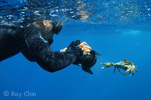 Tony Wu photographing female crab with eggs