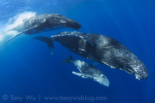 Injured humpback whale calf with its mother, long-term escort following closely behind