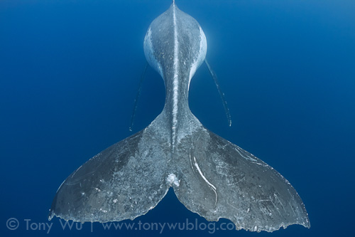 Fluke of a humpback whale singer
