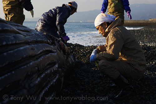 Researcher examining dead humpback whale calf in Japan