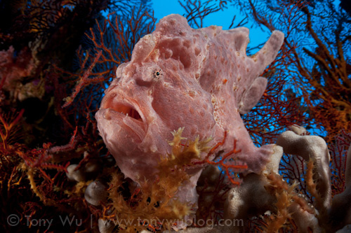 Pink frogfish (Antennarius commerson) in Eastern Fields, Papua New Guinea