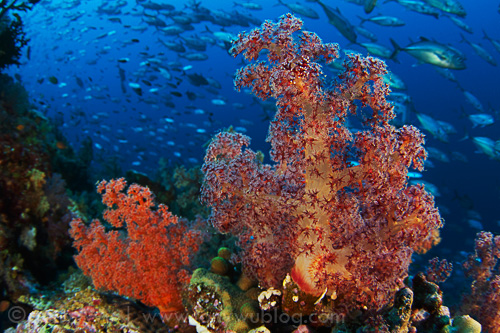 Soft coral with bigeye trevallies, Eastern Fields