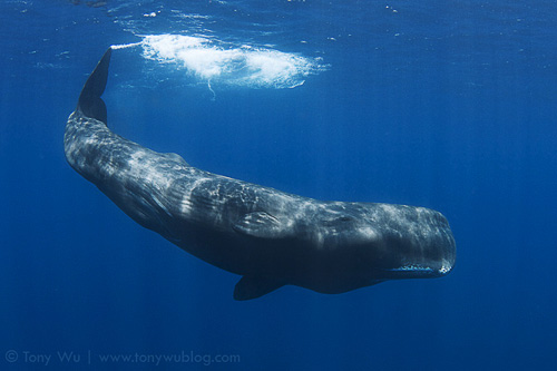 female sperm whale at ocean surface