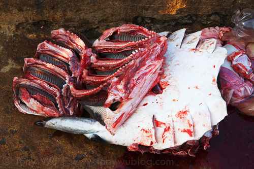 Gill rakers, extracted from a mobula ray to cater to gullible consumers