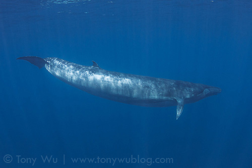 Bryde's whale (Balaenoptera edeni) in Sri Lanka