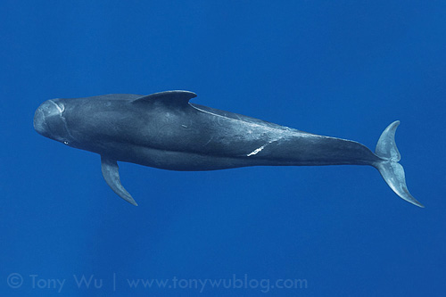 Short-finned pilot whale (Globicephala macrorhynchus) in Palau