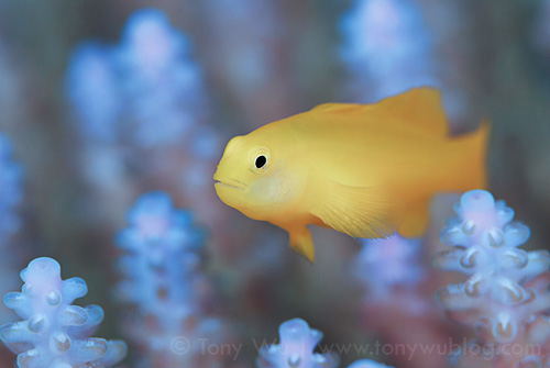 Yellow coral goby (Gobiodon okinawae)