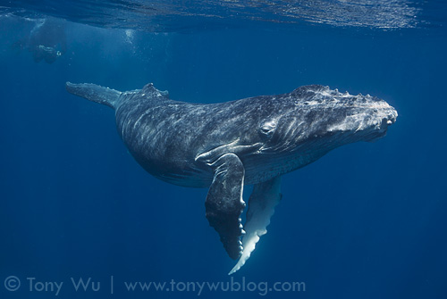 Humpback whale calf, Tonga