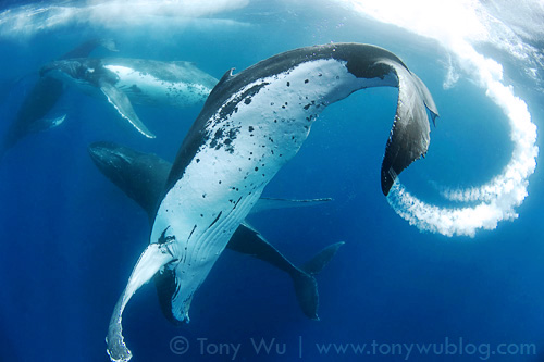 Humpback whales engaged in a high-energy heat run, Tonga