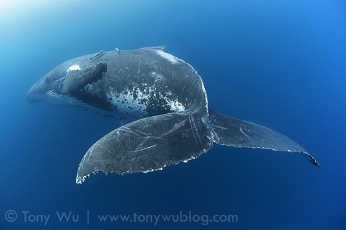 Humpback whale singer in Tonga